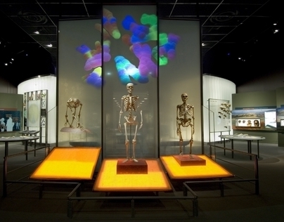 Hall of Human Origins, AMNH 2009