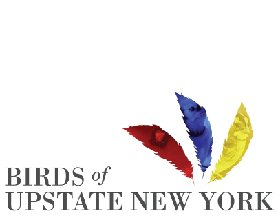 Birds of Upstate New York