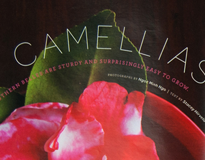 Martha Stewart Living: Camellias