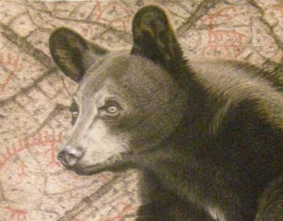 black bear, pictographs