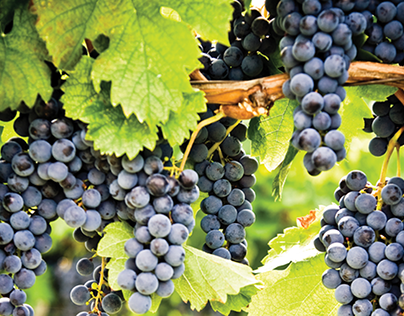 Pinot Noir grapes on vine
