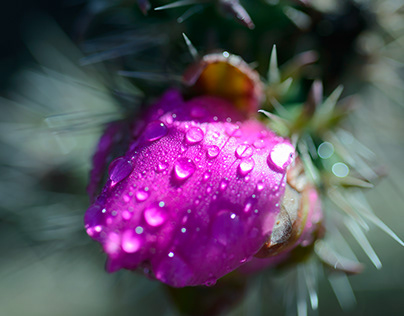 Cholla Cactus in Rain