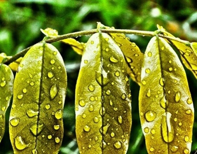 Just leaf with water drop...