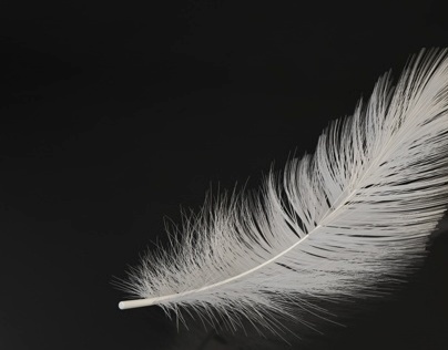 Feather 3D Models