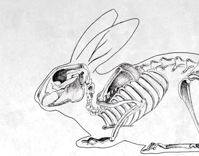 Rabbit skeleton on Behance