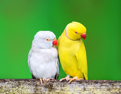 Lovebirds https://www.parrots.org/