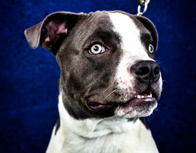 Portrait of Pit Bull Puppy