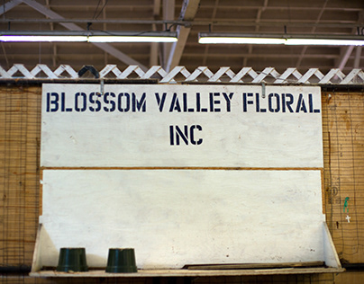 Blossom Valley: Vanishing San Francisco Flower Market