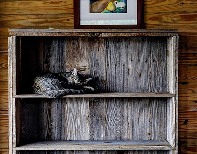 Cat on a shelf