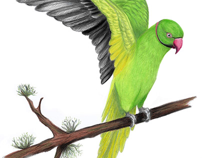 Ring-necked parakeet (Psittacula krameri)