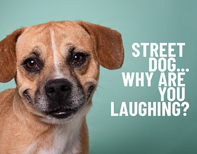 STREET DOG... WHY ARE YOU LAUGHING?