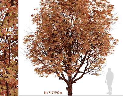 Set of Acer griseum Trees (Paperbark maple) (2 Trees)
