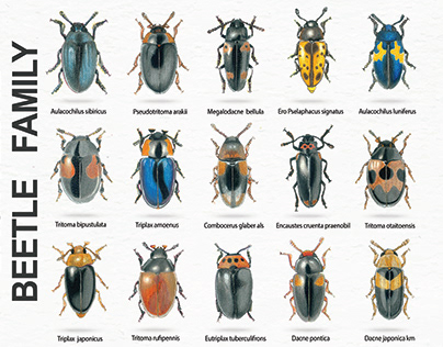 Erotylidae Beetle Family İllüstrasyon Drawing Dry Paint