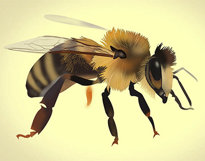 Insects vector