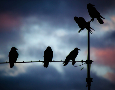 Crows in the dusk