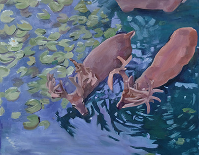 Deer Wading in Lily Pond