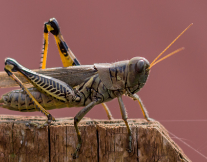 Grasshopper Lens Test