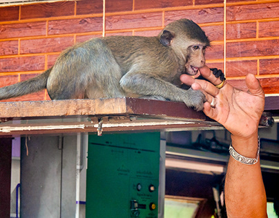 Macaques of Lopburi