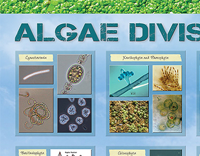 Algae Divisions poster