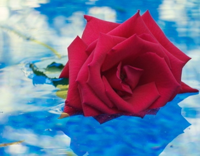 Rose in Water