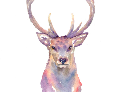 Stag, in Watercolours.