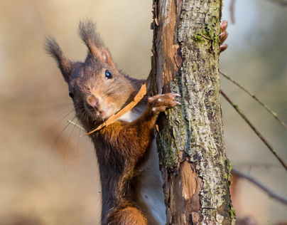 Red squirrel - Rode eekhoorn - Sciurus vulgaris