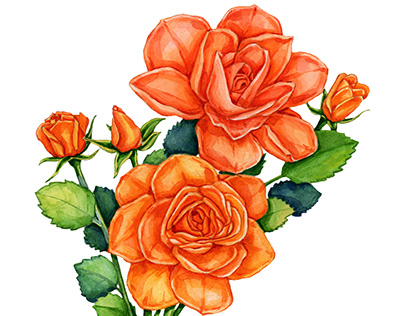 Project thumbnail - Orange Roses