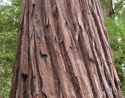 Favorite Redwood Photos