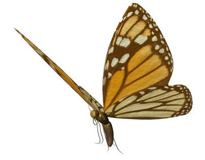 Papillon (2013)
