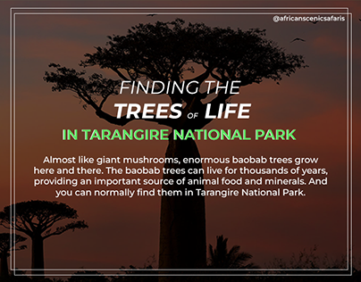 Finding The Trees Of Life In Tarangire National Park
