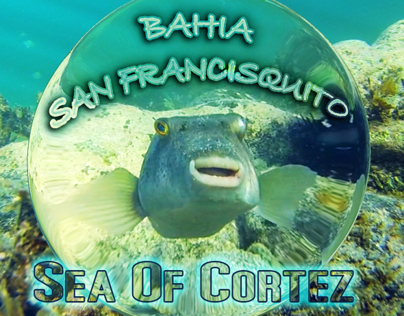 The Sea of Cortez