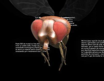 Drosophila Melanogaster animation
