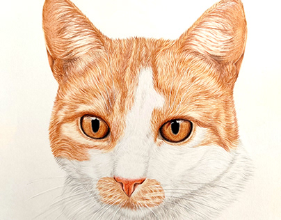 Red Cat portrait