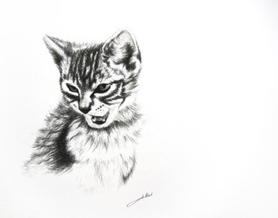 Dessin de chatton