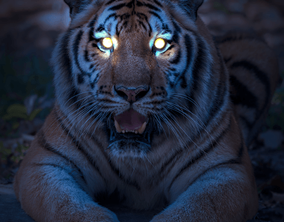Tiger with glowing eyes