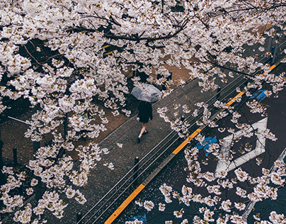 雨桜 Cherry blossom in rainy days