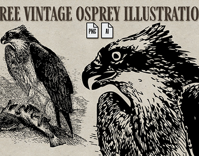 Free Osprey Illustration