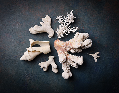 Corals and sea shells