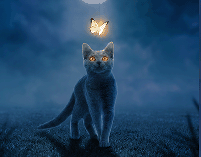 Cat and Butterfly Manipulation