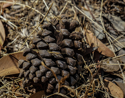 pine cone macro