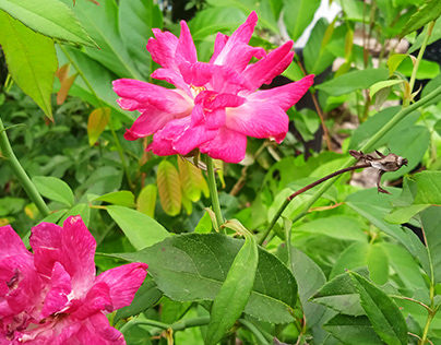 Two Beautiful Pink Flowers