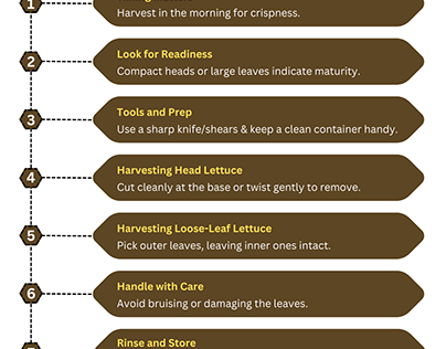 How to Harvest Lettuce?