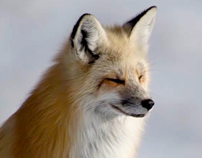Wild Yellowstone - Red Fox