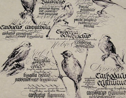 Birds in calligraphy
