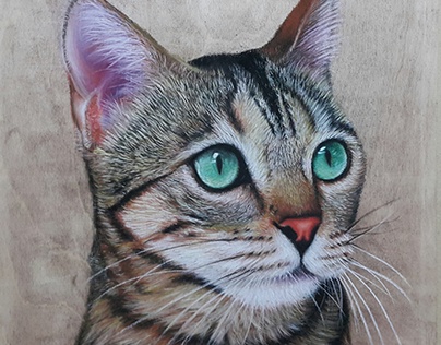 Cat Pastel Drawing