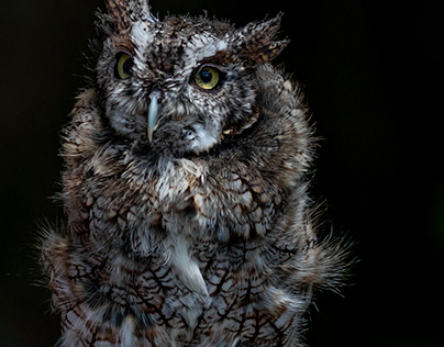 Petit Duc maculé (Eastern Screech Owl)