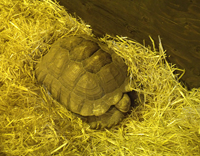Large Tortoises Just Hanging Out