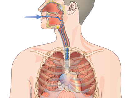 Respiratory Illustrations