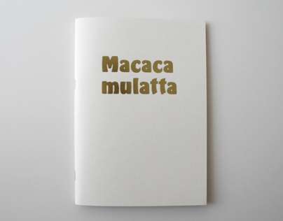 Goldsmiths - Macaca Mulatta