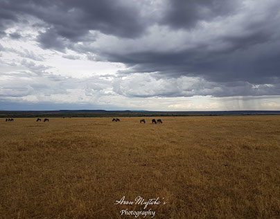 Raining in Masai Mara, Kenya